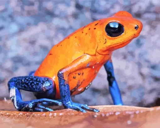 The Blue And Orange Frog Diamond Painting