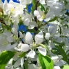 White Crabapple Diamond Painting