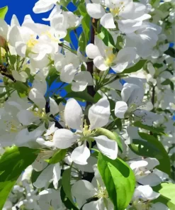 White Crabapple Diamond Painting