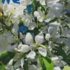 White Crabapple Diamond Painting