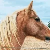 Wild Horse With Blond Hair Diamond Painting