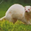 Aesthetic Ferret White Diamond Painting