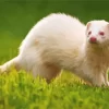 Aesthetic Ferret White Diamond Painting