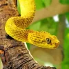 African Bush Viper Diamond Painting