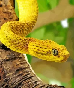 African Bush Viper Diamond Painting