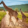 Baby And Mom Giraffe Diamond Painting