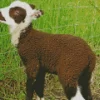 Baby Brown Lamb Diamond Painting