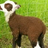 Baby Brown Lamb Diamond Painting