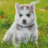 Baby Husky Diamond Painting