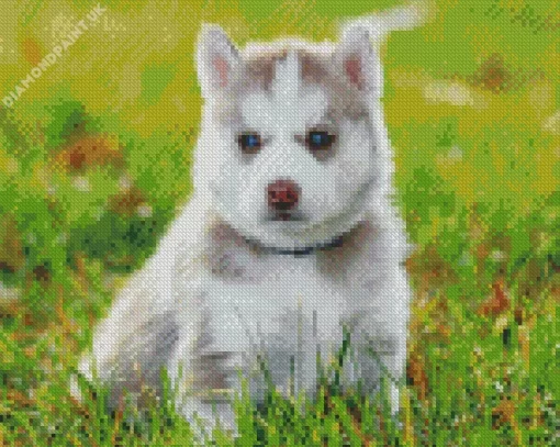 Baby Husky Diamond Painting