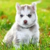 Baby Husky Diamond Painting