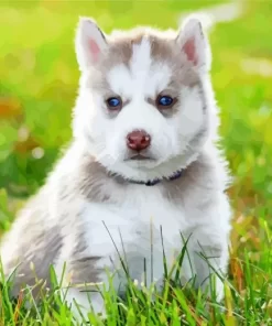 Baby Husky Diamond Painting