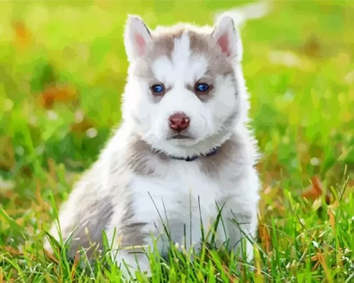 Baby Husky Diamond Painting