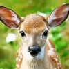 Baby Key Deer Diamond Painting