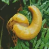 Banana Slug Diamond Painting