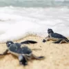 Beach With Turtle Diamond Painting