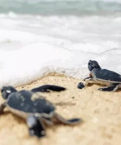 Beach With Turtle Diamond Painting