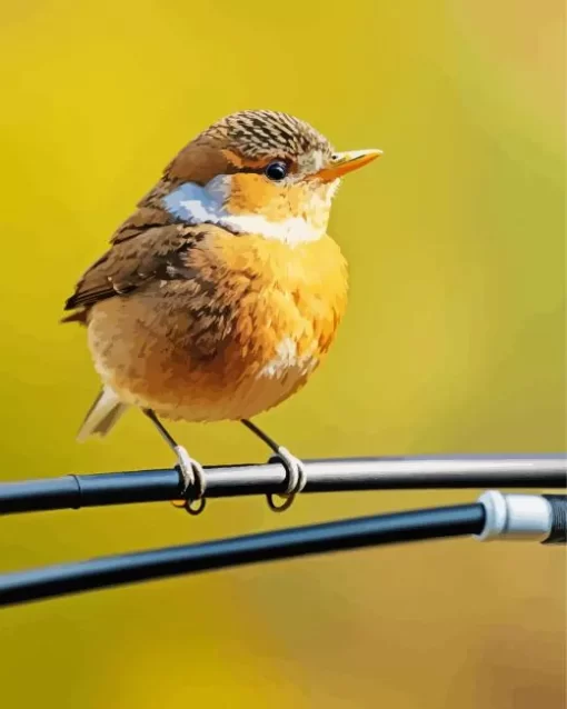 Bird On A Wire Diamond Painting