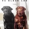 Black Vs Chocolate Lab Dogs Diamond Painting