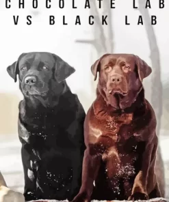 Black Vs Chocolate Lab Dogs Diamond Painting