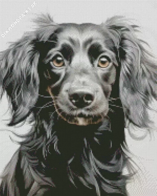 Black Wiener Dog Long Hair Diamond Painting