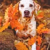 Blond Dalmatians And Leaves Diamond Painting