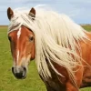 Blond Hair Horse Diamond Painting