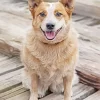 Blonde Australian Cattle Dog Diamond Painting