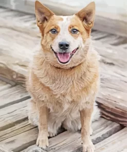 Blonde Australian Cattle Dog Diamond Painting