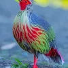 Blood Pheasant Bird Diamond Painting