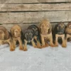 Bloodhound Puppies Diamond Painting