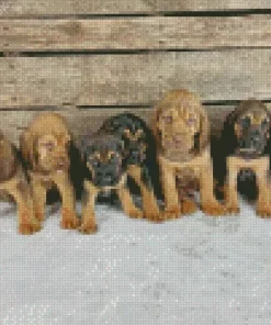 Bloodhound Puppies Diamond Painting