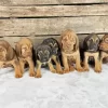 Bloodhound Puppies Diamond Painting