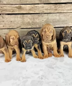 Bloodhound Puppies Diamond Painting