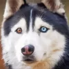 Blue And Brown Eye Husky Diamond Painting