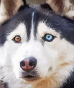 Blue And Brown Eye Husky Diamond Painting