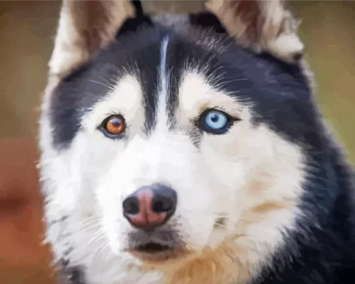 Blue And Brown Eye Husky Diamond Painting