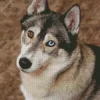 Blue And Brown Eye Husky Dog Diamond Painting