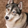 Blue And Brown Eye Husky Dog Diamond Painting