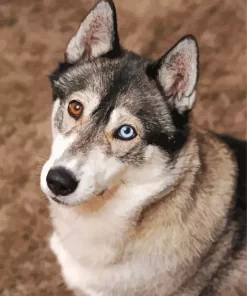 Blue And Brown Eye Husky Dog Diamond Painting