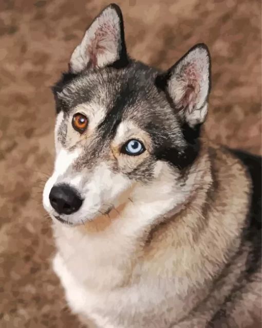 Blue And Brown Eye Husky Dog Diamond Painting