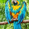 Blue And Gold Macaw Bird Diamond Painting