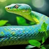 Blue And Green Pit Vipers Snake Diamond Painting