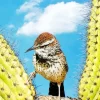 Cactus Wren Diamond Painting