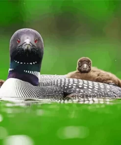 Common Loon Diamond Painting