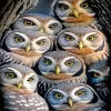 Cool Group Of Owls Diamond Painting