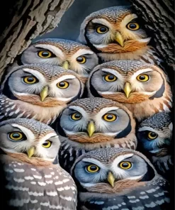 Cool Group Of Owls Diamond Painting