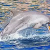 Dolphin Playing With Ball Diamond Painting