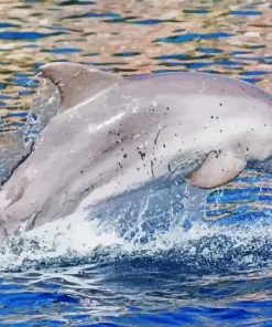 Dolphin Playing With Ball Diamond Painting