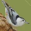 Female Nuthatch Bird Art Diamond Painting